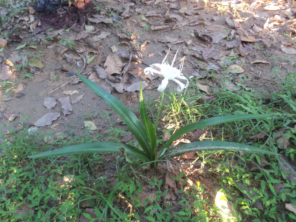 Pancratium zeylanicum L.